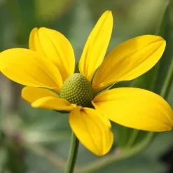 Rudbeckia Laciniata Herbstsonne | 9cm Pot