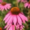 Echinacea Purpurea Magnus | 9cm Pot -Perennial Plants Sales Store RH30001202 5f97