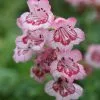Penstemon Hidcote Pink | 9cm Pot
