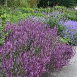 Salvia Nemorosa Amethyst | 9cm Pot