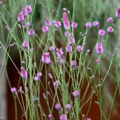 Sanguisorba Officinalis Pink Tanna | 9cm Pot