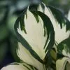 Hosta Empress Wu (PBR) | 9cm Pot