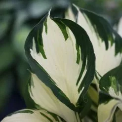 Hosta Empress Wu (PBR) | 9cm Pot