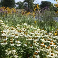 Echinacea Purpurea White Swan | 9cm Pot