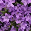 Campanula Portenschlagiana | 9cm Pot