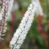 Actaea Simplex Atropurpurea Group | 9cm Pot