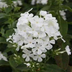 Phlox Paniculata Mount Fuji | 9cm Pot
