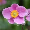 Anemone Hupehensis Hadspen Abundance | 9cm Pot -Perennial Plants Sales Store RH30001325 15f3