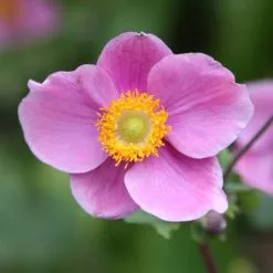 Anemone Hupehensis Hadspen Abundance | 9cm Pot