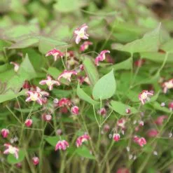 Epimedium × Rubrum | 9cm Pot