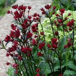 Astrantia Hadspen Blood | 9cm Pot