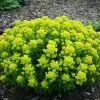 Euphorbia Palustris | 9cm Pot