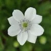 Anemone Leveillei | 9cm Pot -Perennial Plants Sales Store RH30001467 73ce