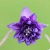 Aquilegia Vulgaris Var. Stellata Blue Barlow (Barlow Series) | 9cm Pot -Perennial Plants Sales Store RH30001469 e9fb