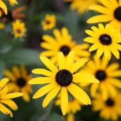 Rudbeckia Fulgida Var. Deamii | 9cm Pot