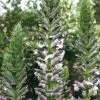 Acanthus Hungaricus | 9cm Pot -Perennial Plants Sales Store RH30001506 c8ca