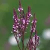 Verbena Hastata F. Rosea | 9cm Pot