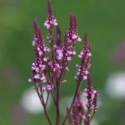Verbena Hastata F. Rosea | 9cm Pot