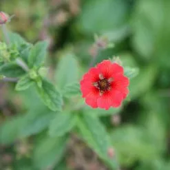 Potentilla Gibson's Scarlet | 9cm Pot