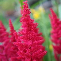 Astilbe Fanal (× Arendsii) | 9cm Pot
