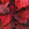 Heuchera Autumn Leaves (PBR) | 9cm Pot