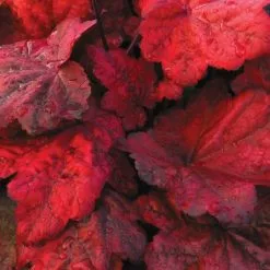 Heuchera Autumn Leaves (PBR) | 9cm Pot