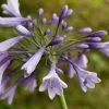 Agapanthus Liam's Lilac | 9cm Pot -Perennial Plants Sales Store RH30001634 0fb4