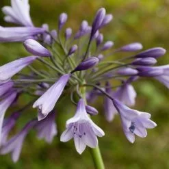 Agapanthus Liam's Lilac | 9cm Pot
