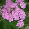 Achillea Millefolium Lilac Beauty | 9cm Pot -Perennial Plants Sales Store RH30001638 8576