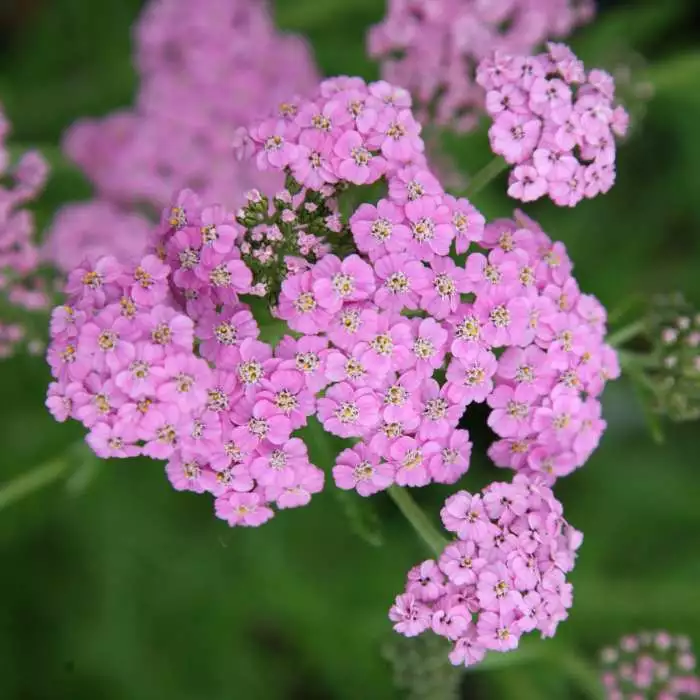 Achillea Millefolium Lilac Beauty | 9cm Pot 3 Achillea Millefolium Lilac Beauty | 9cm Pot