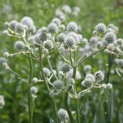 Eryngium Yuccifolium | 9cm Pot