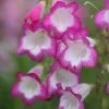 Penstemon Pensham Laura (Pensham Series) | 9cm Pot