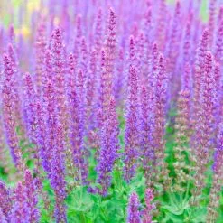Salvia Nemorosa Ostfriesland | 9cm Pot