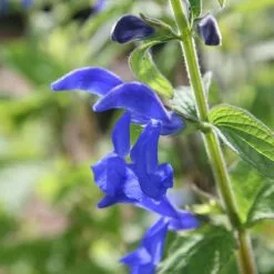 Salvia Patens | 9cm Pot
