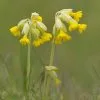 Primula Veris | 9cm Pot