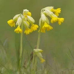 Primula Veris | 9cm Pot