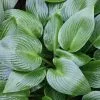 Hosta Devon Green | 9cm Pot