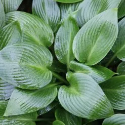 Hosta Devon Green | 9cm Pot