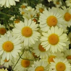 Anthemis Tinctoria E.C. Buxton | 9cm Pot