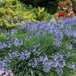 Agapanthus Castle Of Mey | 9cm Pot