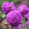Primula Denticulata | 9cm Pot -Perennial Plants Sales Store RH30001869 2c65