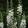 Chamerion Angustifolium Album | 9cm Pot -Perennial Plants Sales Store RH30001877 c1ab