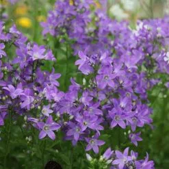 Campanula Lactiflora Prichard's Variety | 9cm Pot