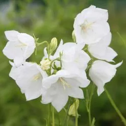 Campanula Persicifolia Var. Alba | 9cm Pot