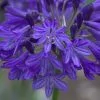Agapanthus Northern Star (PBR) | 9cm Pot -Perennial Plants Sales Store RH30001929 c0a2