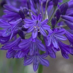 Agapanthus Northern Star (PBR) | 9cm Pot