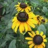 Rudbeckia Fulgida Early Bird Gold | 9cm Pot -Perennial Plants Sales Store RH30001938 c346