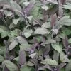 Salvia Officinalis Purpurascens | 9cm Pot