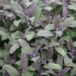 Salvia Officinalis Purpurascens | 9cm Pot