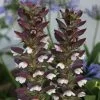 Acanthus Mollis | 9cm Pot 1 Acanthus Mollis | 9cm Pot -Perennial Plants Sales Store RH30001977 fc6d